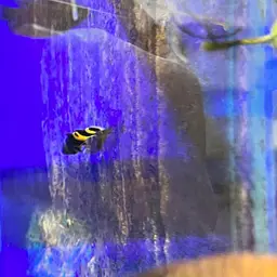 Bumblebee Goby, photo 2