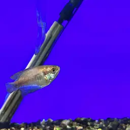 Bumblebee Goby, photo 3