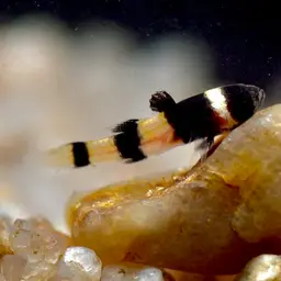 Bumblebee Goby, photo 4
