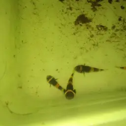 Bumblebee Goby, photo 5
