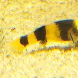 Bumblebee Goby, photo 6