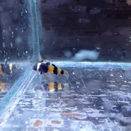 Bumblebee Goby, photo 10