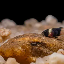 Bumblebee Goby, photo 11