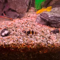 Bumblebee Goby, photo 12