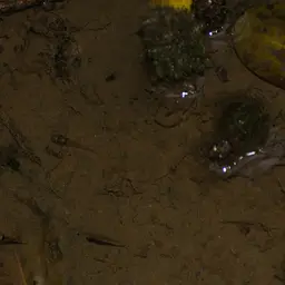 Kabili Bumblebee Goby
