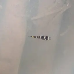 Kabili Bumblebee Goby, photo 2