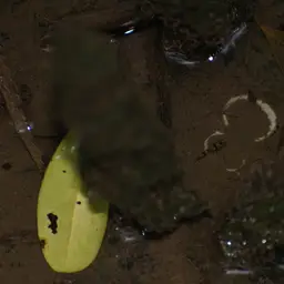 Kabili Bumblebee Goby, photo 4