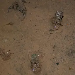 Kabili Bumblebee Goby, photo 5