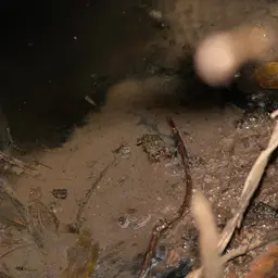 Kabili Bumblebee Goby, photo 8