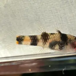 Kabili Bumblebee Goby, photo 9