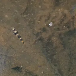 Kabili Bumblebee Goby, photo 11