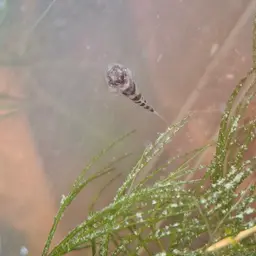Mekong Bumblebee Goby, photo 2