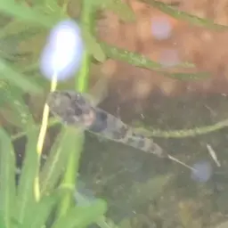 Mekong Bumblebee Goby, photo 3