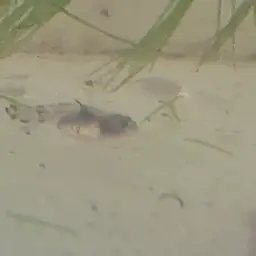 Mekong Bumblebee Goby, photo 4