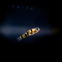 Bumblebee Goby