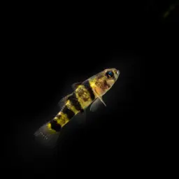 Bumblebee Goby, photo 2