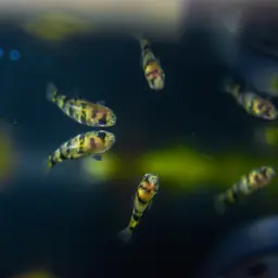 Bumblebee Goby, photo 3