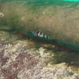 Bumblebee Goby, photo 4