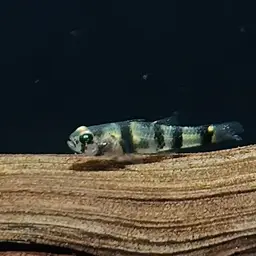 Bumblebee Goby, photo 6