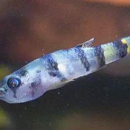 Bumblebee Goby, photo 7