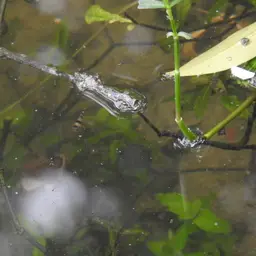 Bumblebee Goby, photo 8