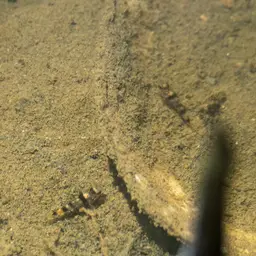 Bumblebee Goby, photo 9