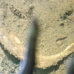 Bumblebee Goby, photo 10