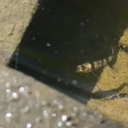 Bumblebee Goby, photo 11