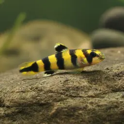 Bumblebee Goby, photo 12