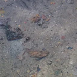 Sabanus Bumblebee Goby