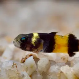 Sabanus Bumblebee Goby, photo 2