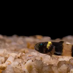 Sabanus Bumblebee Goby, photo 3