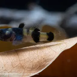 Sabanus Bumblebee Goby, photo 4