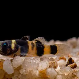 Sabanus Bumblebee Goby, photo 5