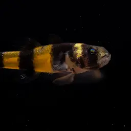 Sabanus Bumblebee Goby, photo 6