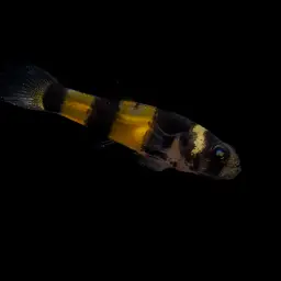 Sabanus Bumblebee Goby, photo 7