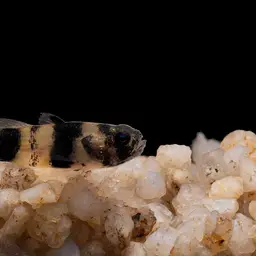 Sabanus Bumblebee Goby, photo 8