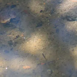 Sabanus Bumblebee Goby, photo 9