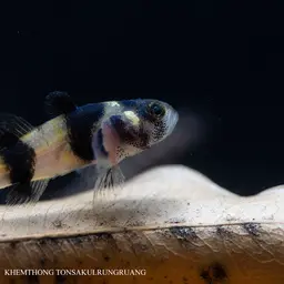 Sabanus Bumblebee Goby, photo 10