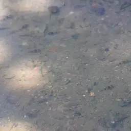 Sabanus Bumblebee Goby, photo 11