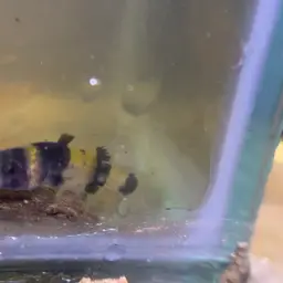 Sabanus Bumblebee Goby, photo 12