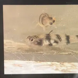 Bumblebee Goby