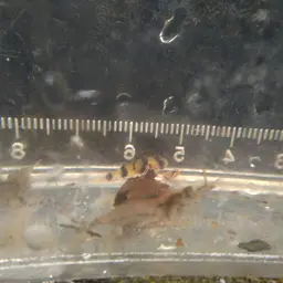 Bumblebee Goby, photo 2