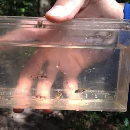 Bumblebee Goby, photo 3