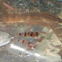Bumblebee Goby, photo 4