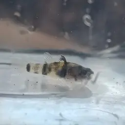 Bumblebee Goby, photo 5