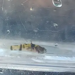 Bumblebee Goby, photo 6