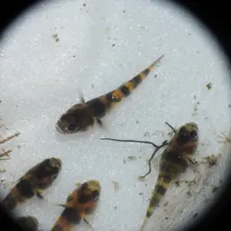 Bumblebee Goby, photo 7