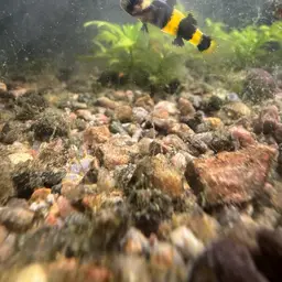 Bumblebee Goby, photo 8