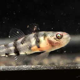 Bumblebee Goby, photo 10